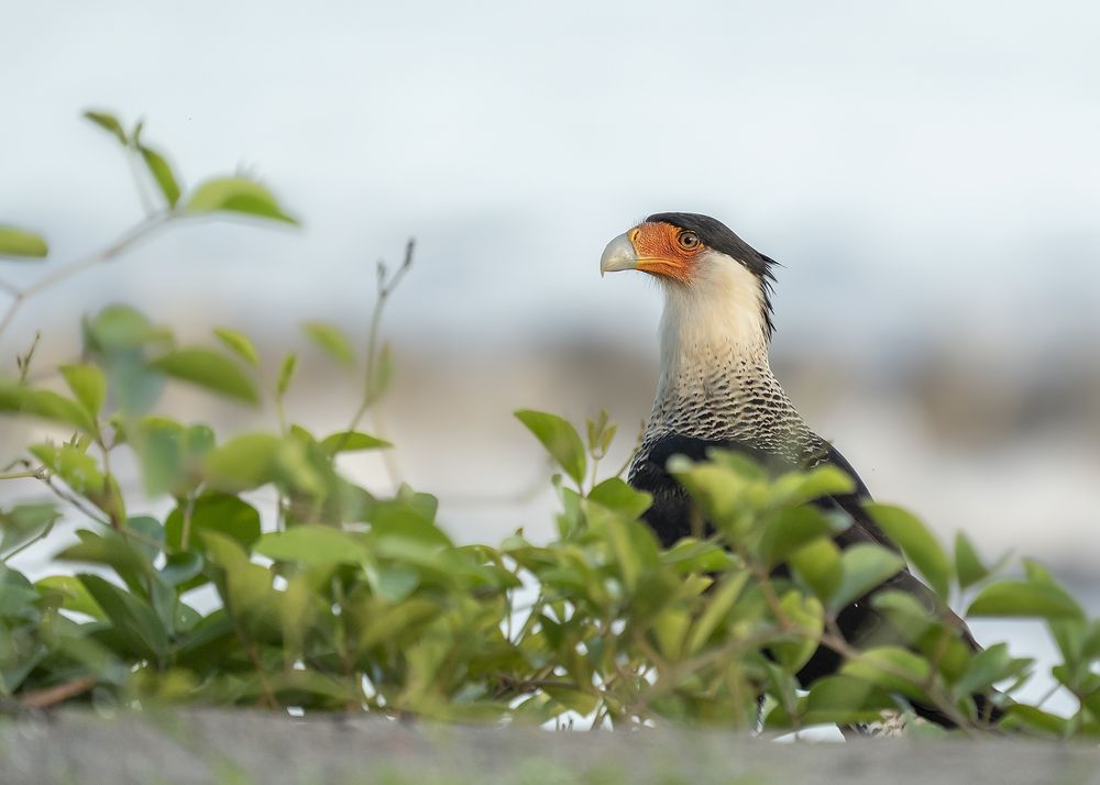 Photograph by Jose Vega