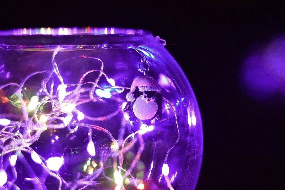 Photograph by Elvira