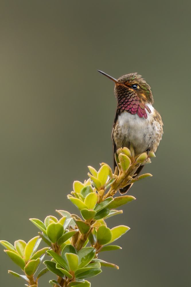 Volcano Hummingbird Male