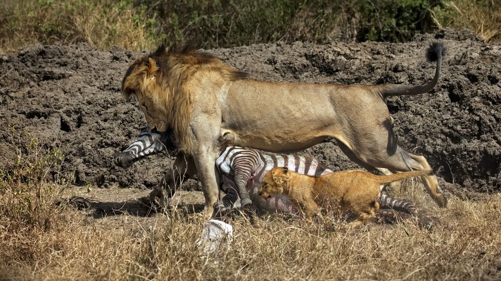 Смерть ради жизни