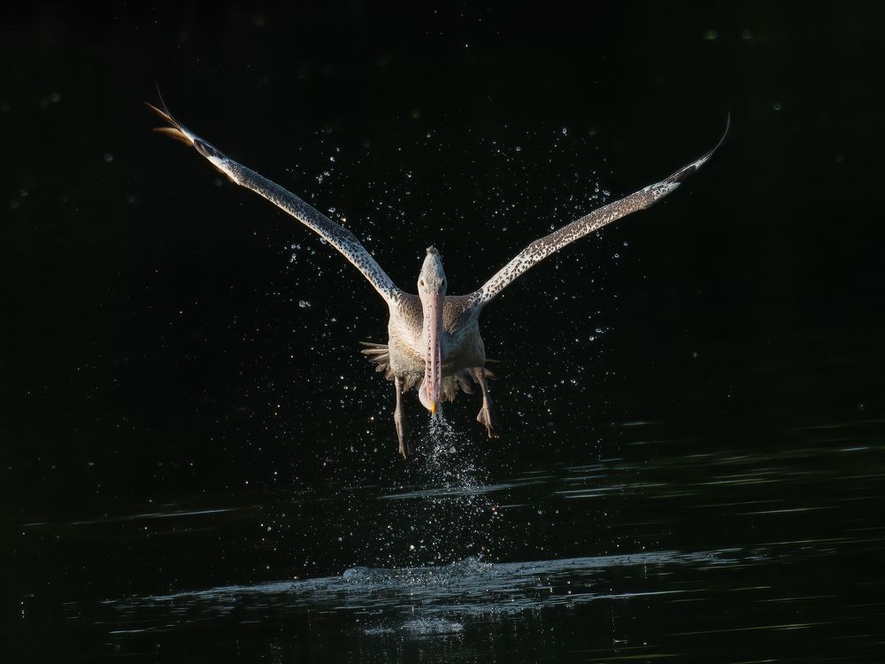 Фотография автора Anandhu M