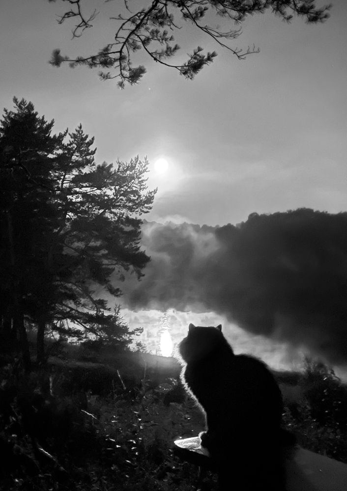 Лунная ночь