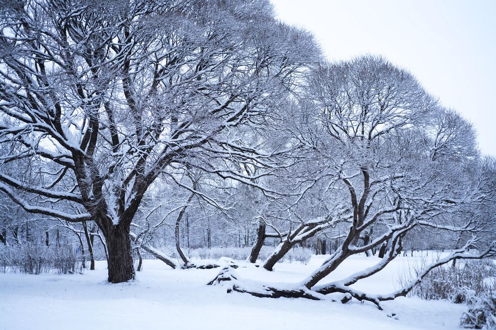 Photograph by Галина