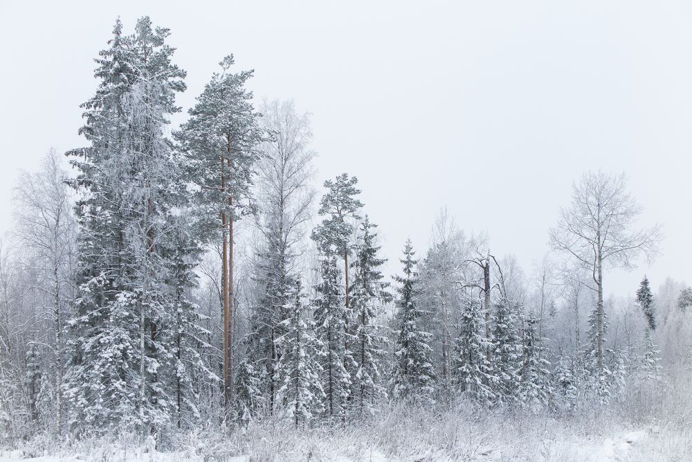 Русский лес