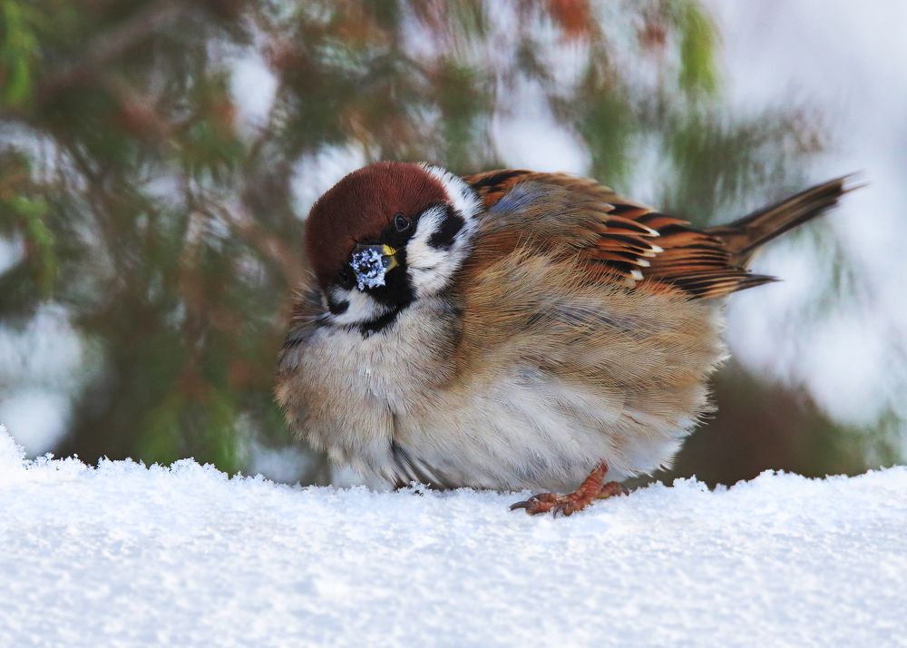Смешной воробышек.