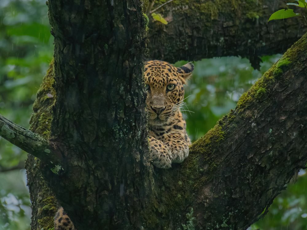 Фотография автора Anandhu M