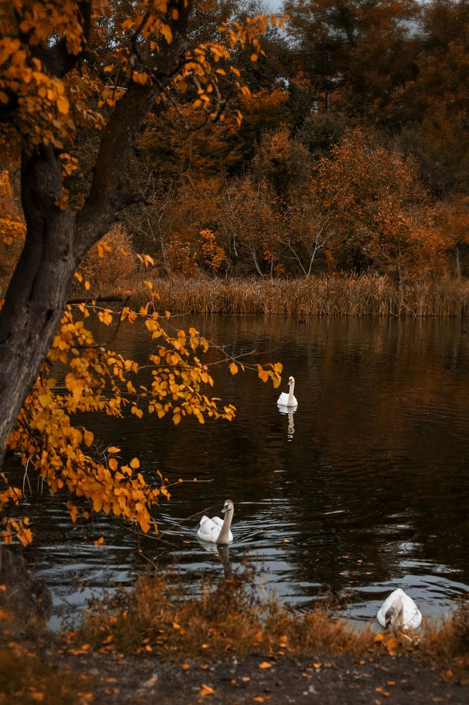 Photograph by Виктория Бережок