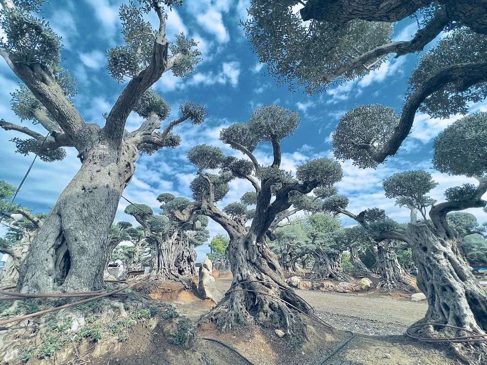 Photograph by Maxim Polak