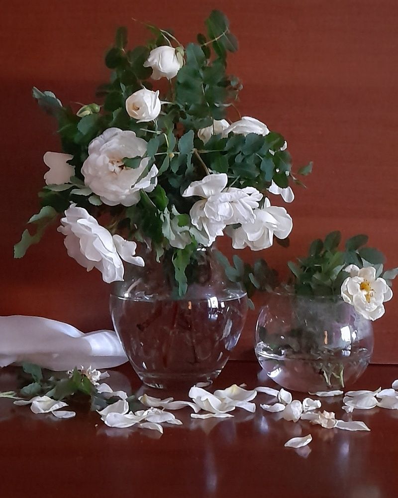 Белый шиповник