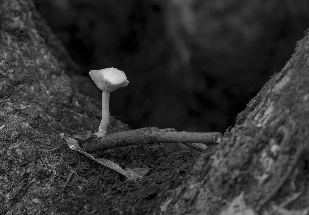 Photograph by Stefan Dragan