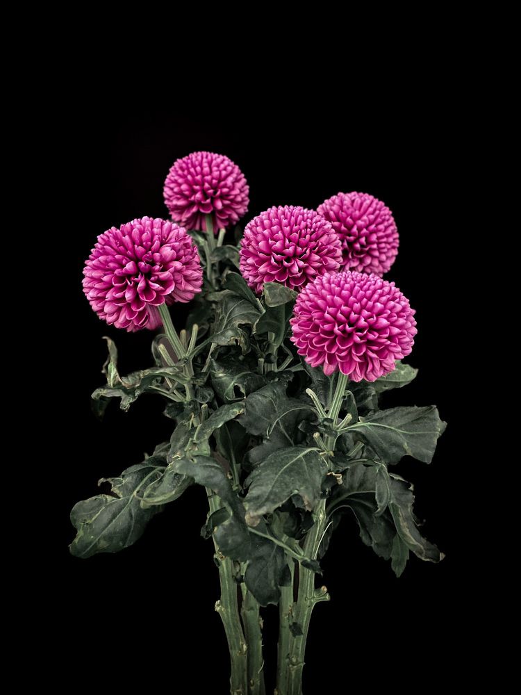 Photograph by Людмила Казак