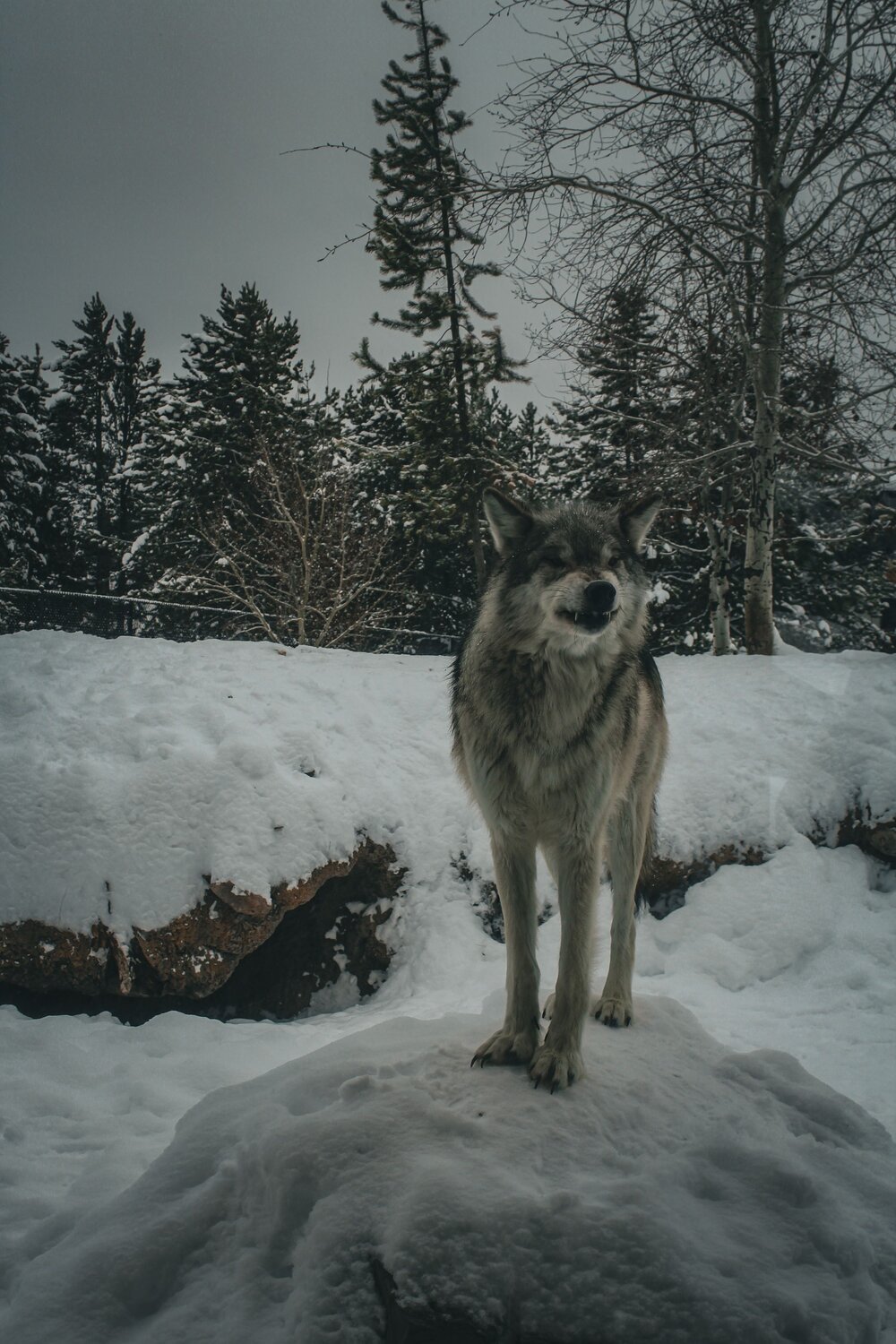 Photo #8631527