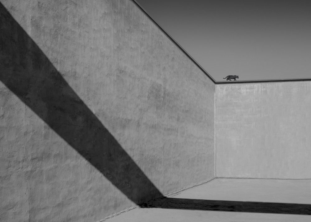 Фотография автора Ali Zolghadri