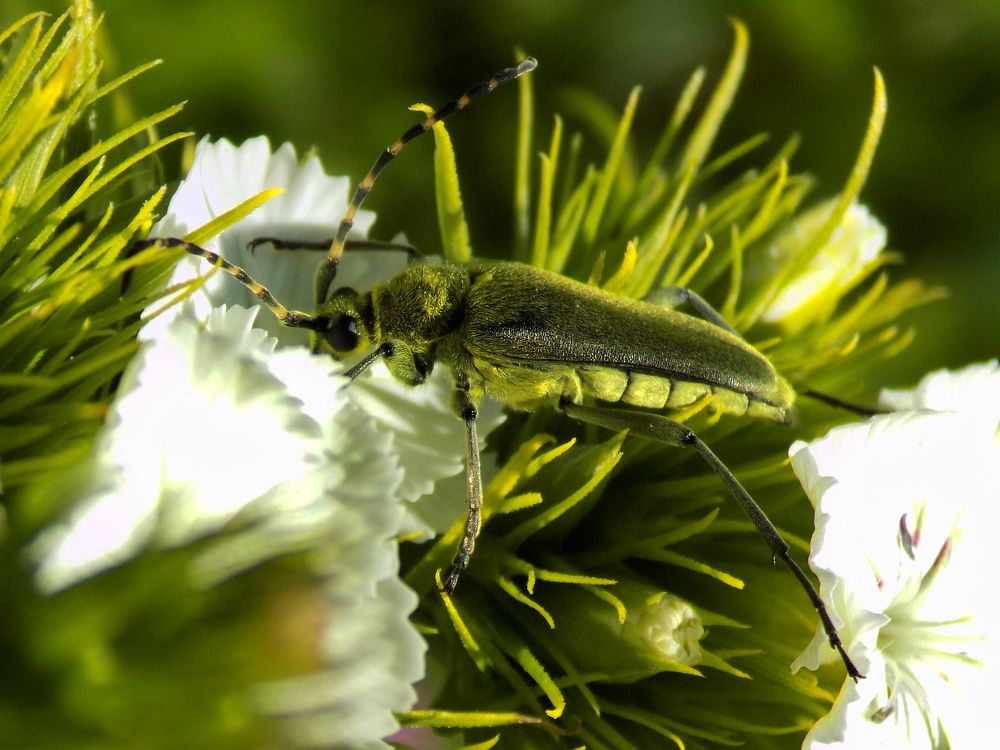 Вкусный нектар