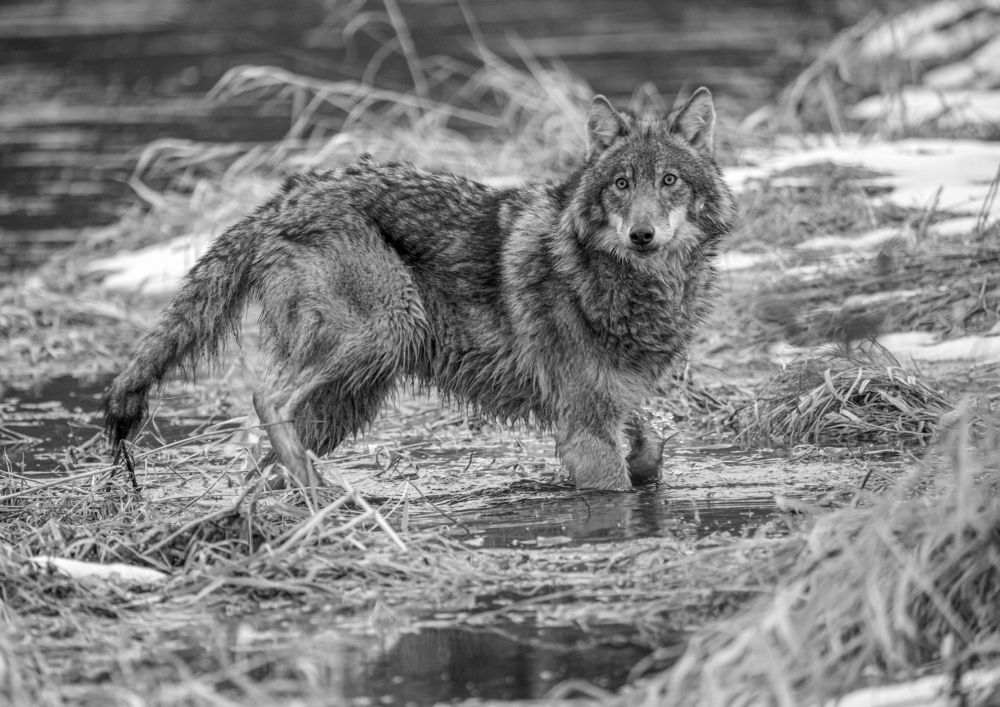 Photograph by Сергей Савчук