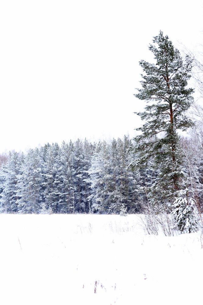 Photograph by Надежда Шапкина