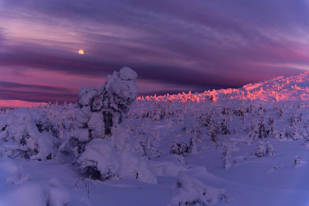 Белые ходоки