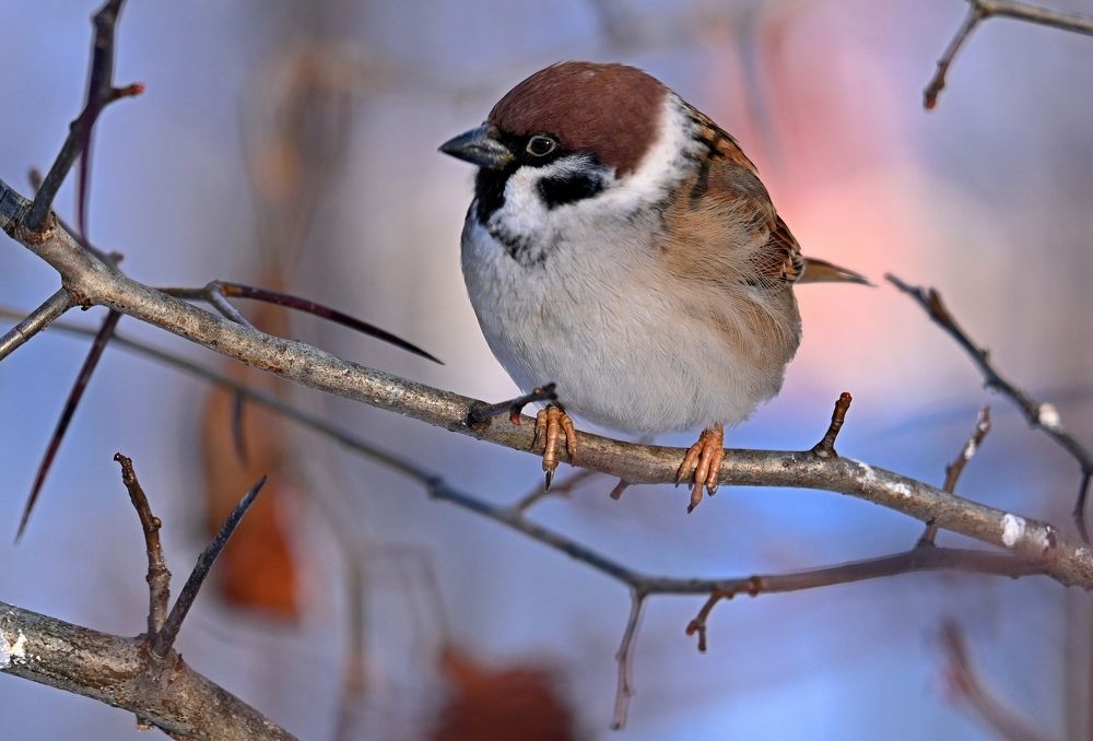 Photograph by Алексей Гордеев