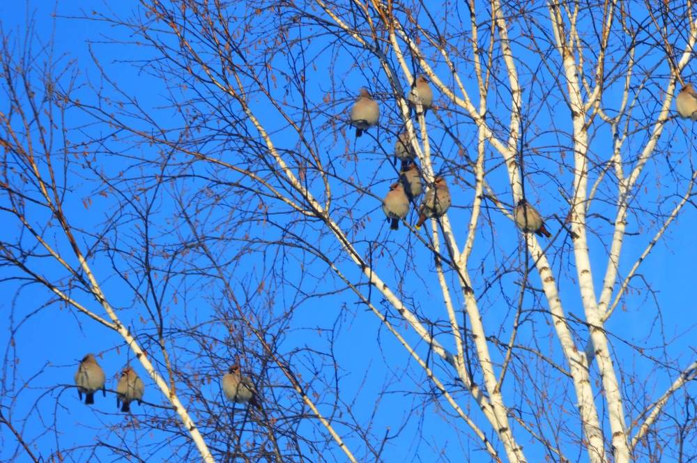 Birds were Whistling on Viburnum. Bright.