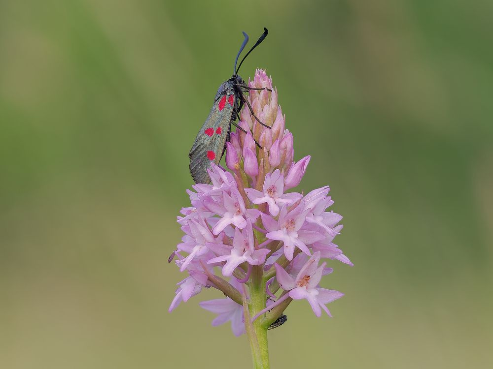 Photograph by Francesco Cassulo