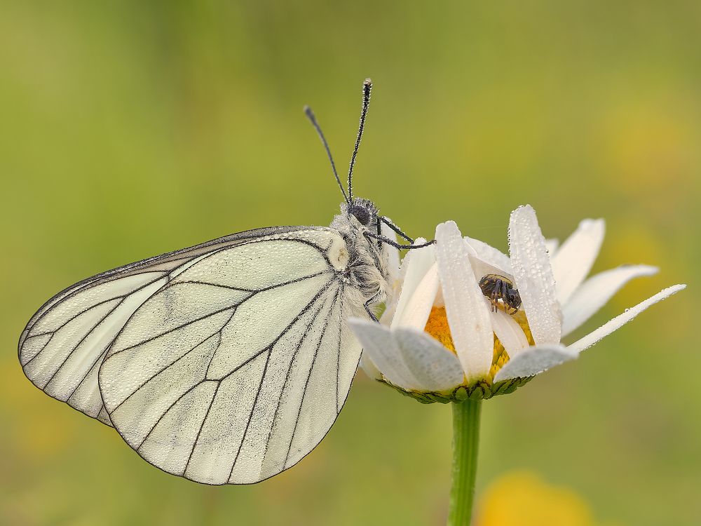 Photograph by Francesco Cassulo