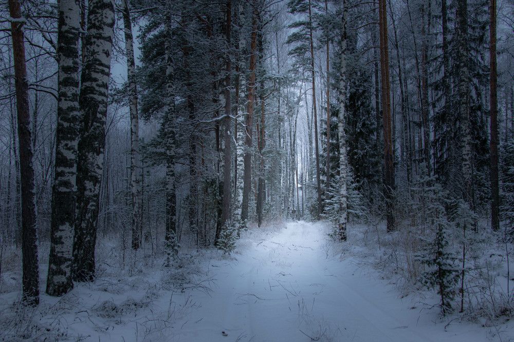 тропинка в лесу зимой.