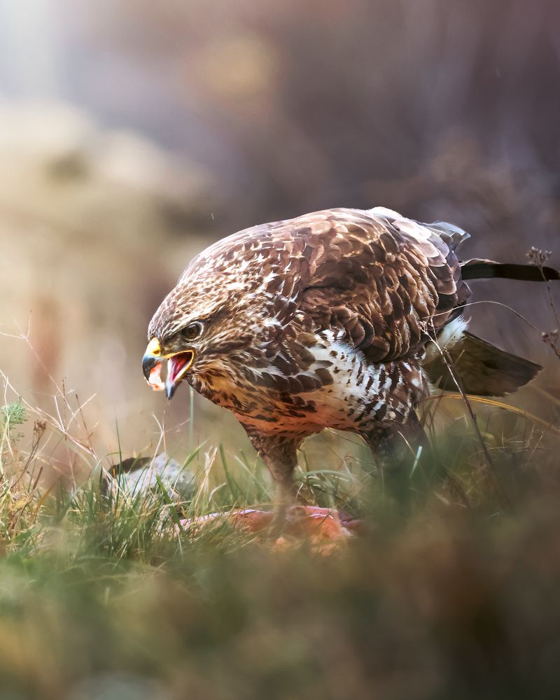 Photograph by Mihai Deaconescu