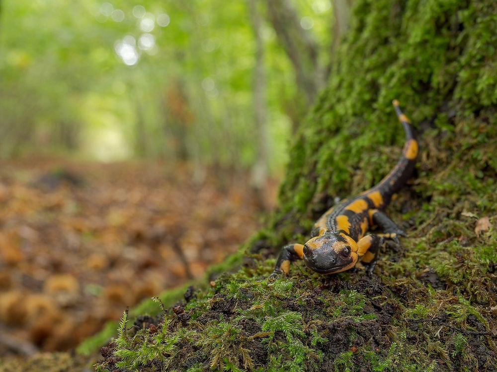 Photograph by Francesco Cassulo