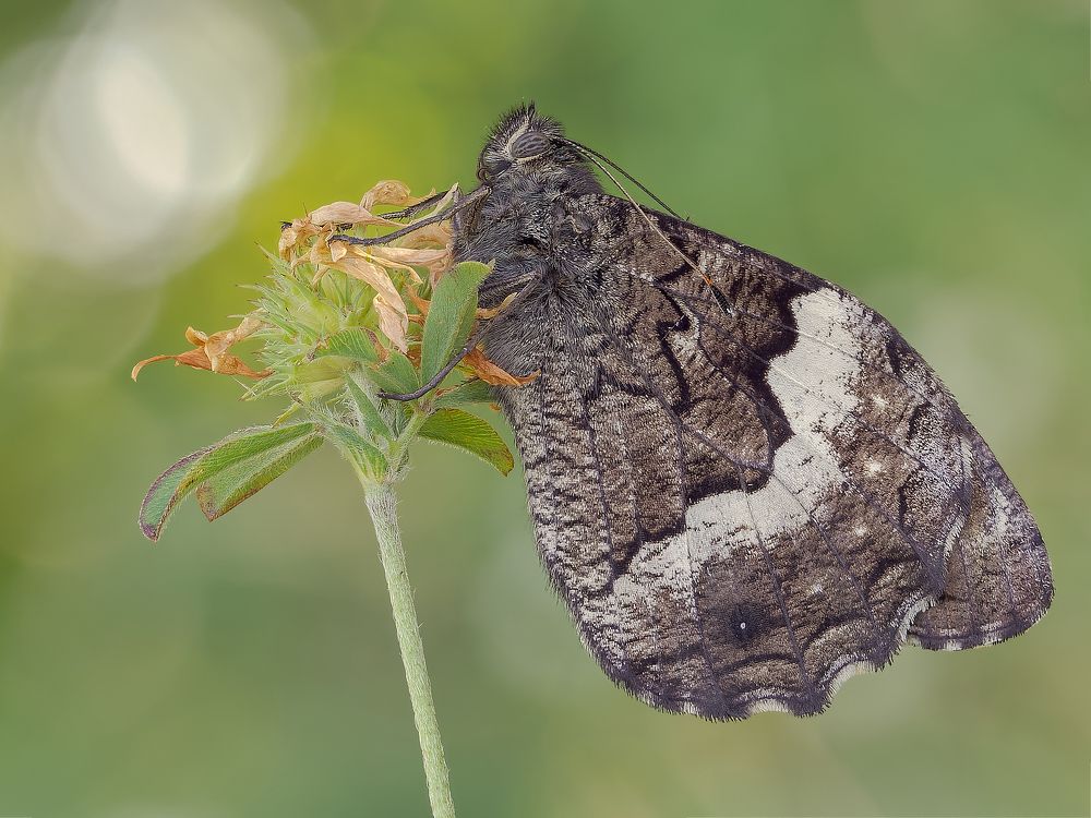 Photograph by Francesco Cassulo