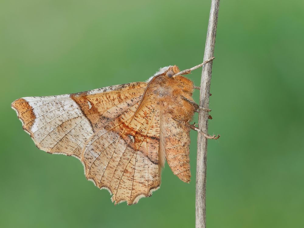 Photograph by Francesco Cassulo