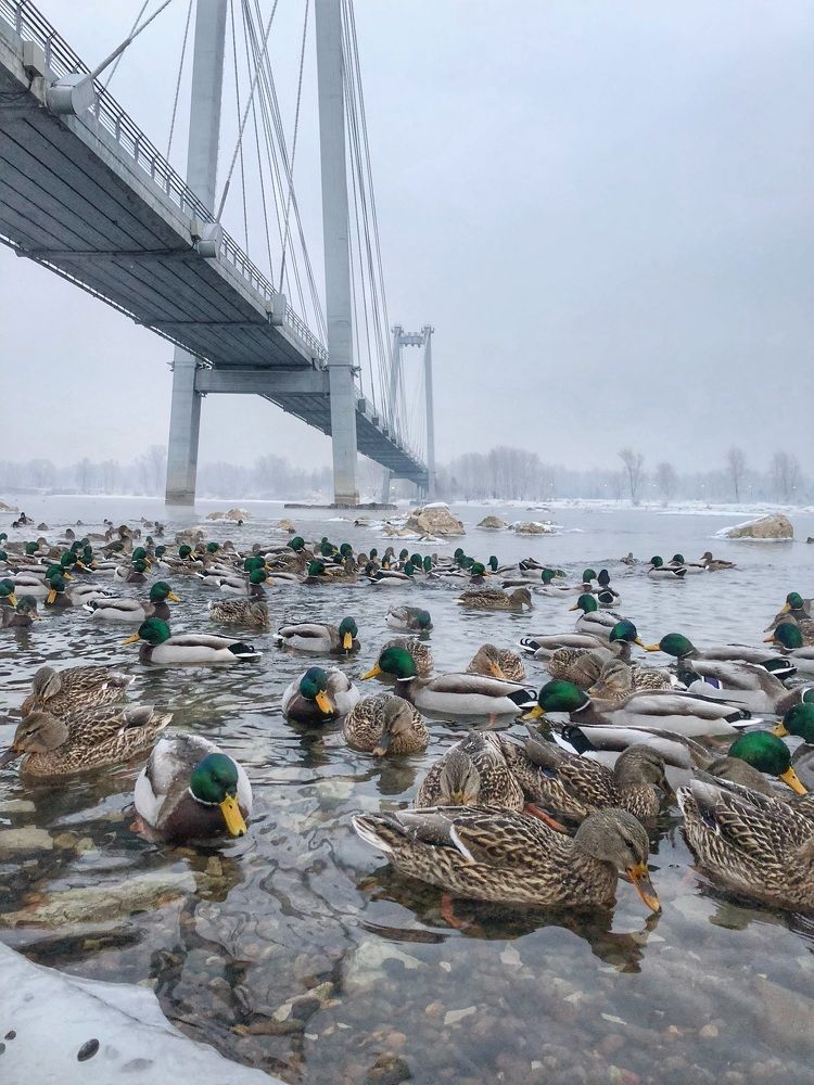 Фотография автора Светлана Дмитриева
