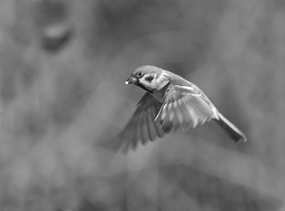 Photograph by Jacqueline MONTET
