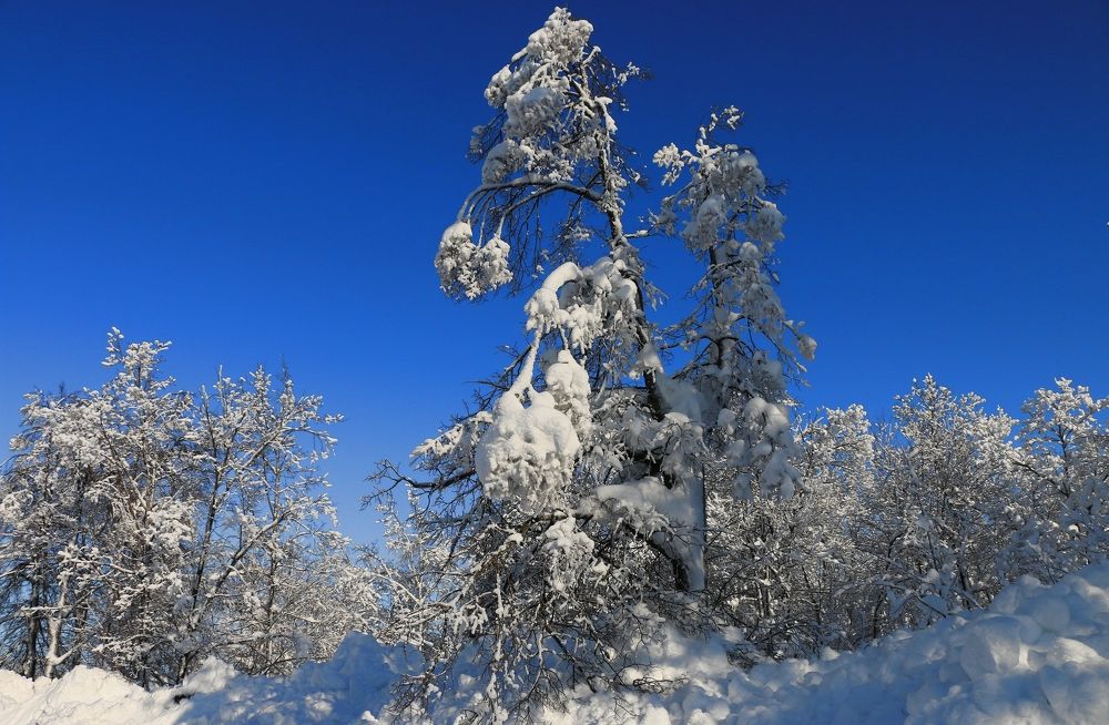 Фотография автора Марков Сергей