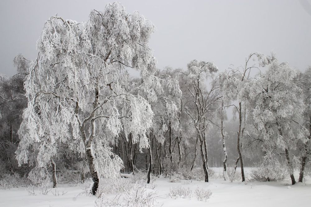 Фотография автора caroline martin (dony)