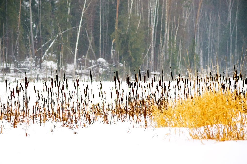 Photograph by Сергей Брызгалов