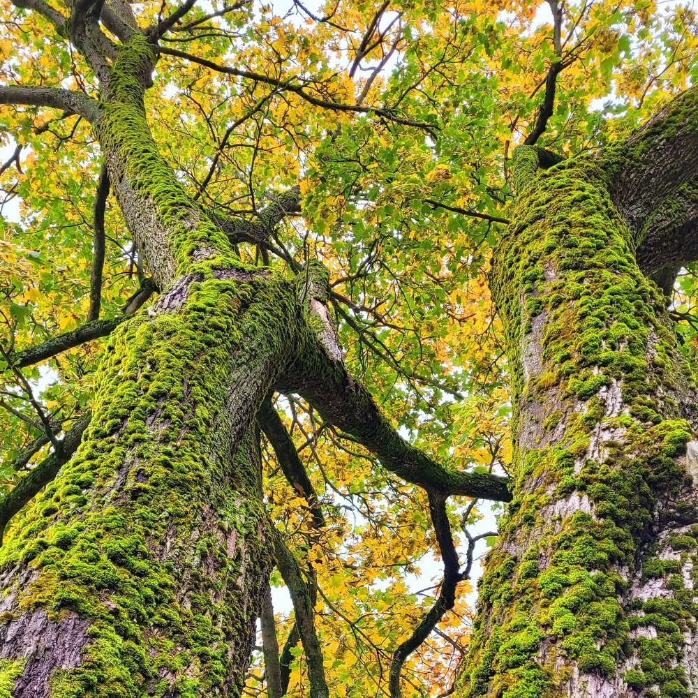 Где-то там осень