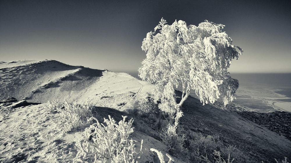 Береза в снегу.