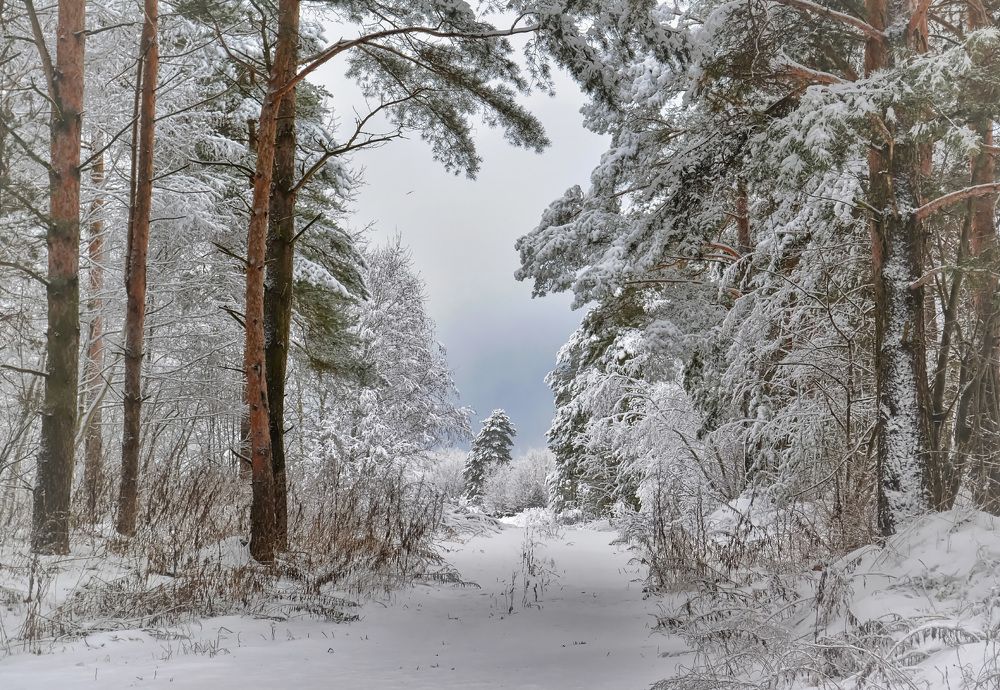 Сказка зимнего леса.