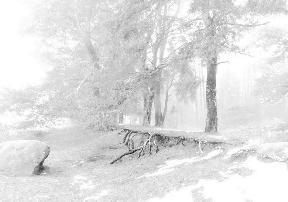 Опушка леса