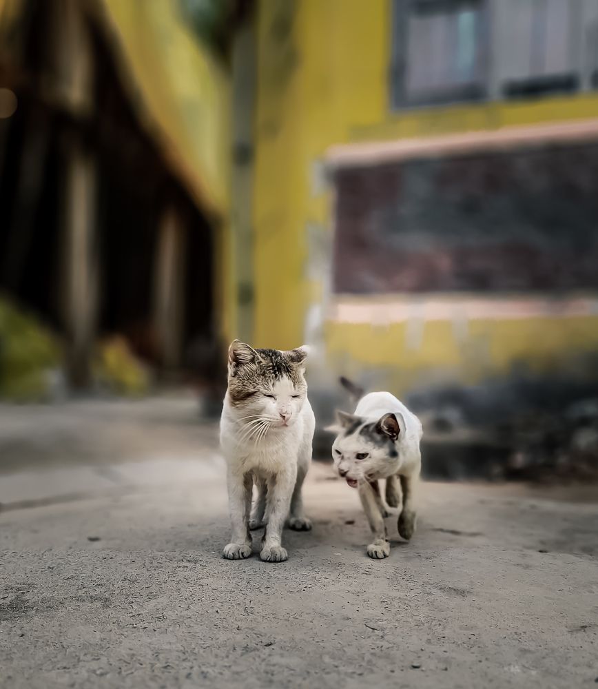 Photograph by Trishik Bose