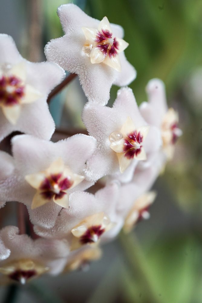 Hoya carnosa
