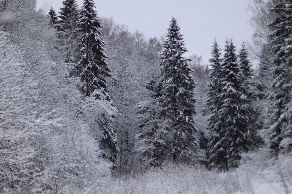 Photograph by Щеголихина Елена Евгеньевна