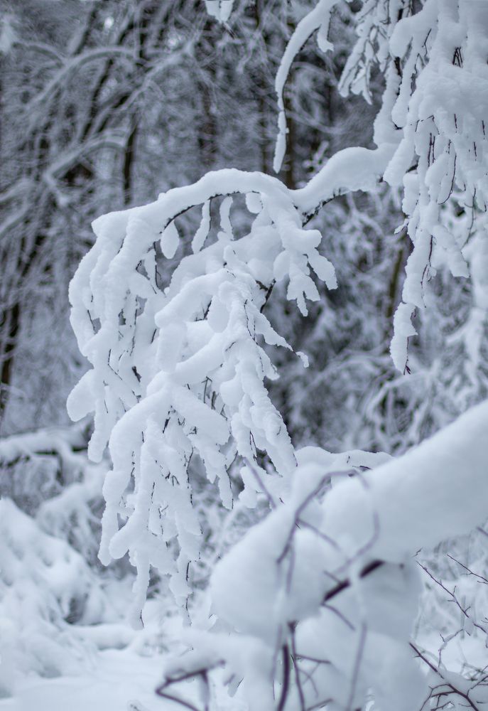 Photograph by Щеголихина Елена Евгеньевна