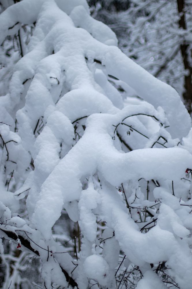 Photograph by Щеголихина Елена Евгеньевна