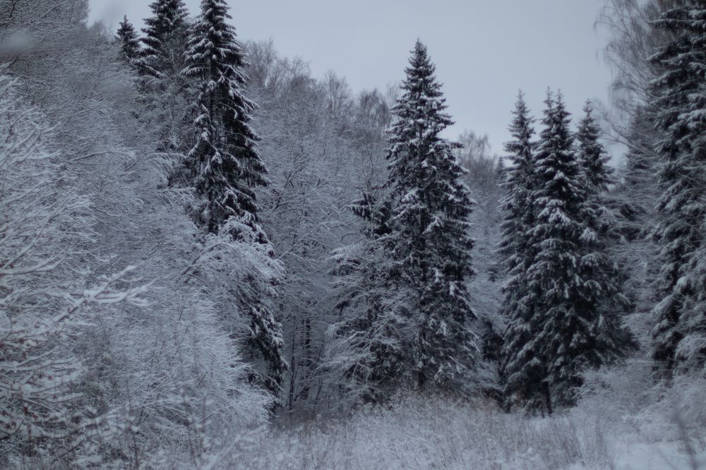 Photograph by Щеголихина Елена Евгеньевна