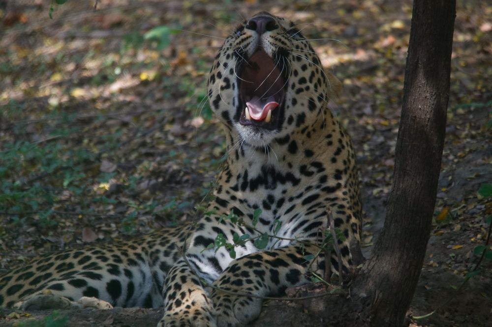 Leopard