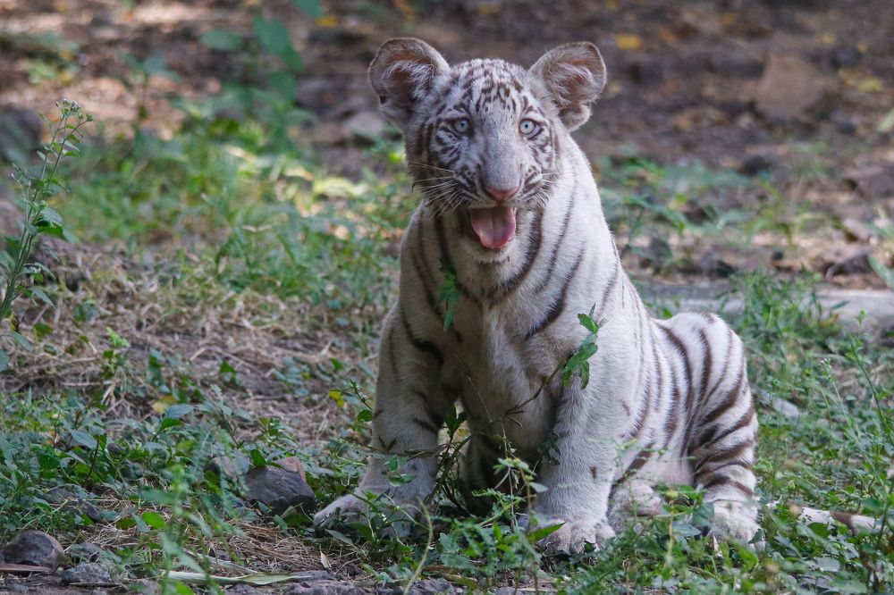 White tiger Cub
