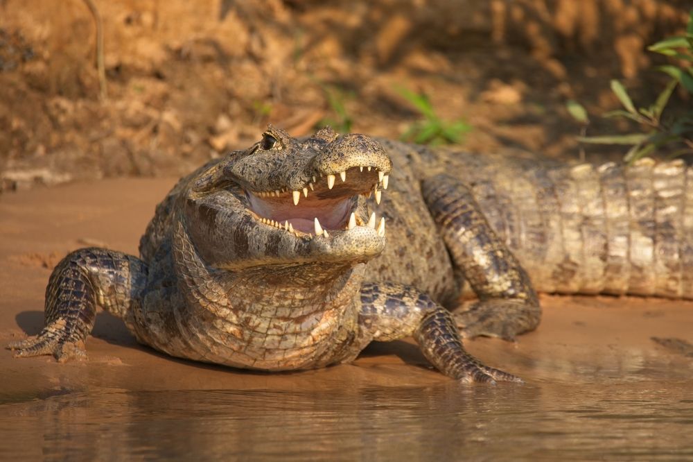 Photograph by Игорь Щербаков