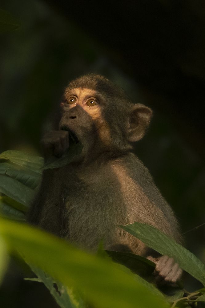 Photograph by Suman Paul