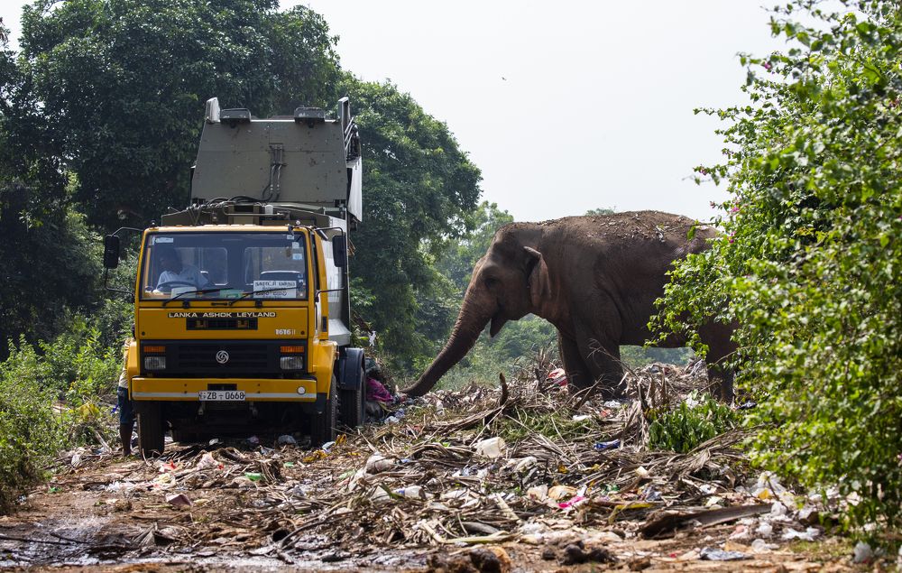 Garbage Eating Elephants